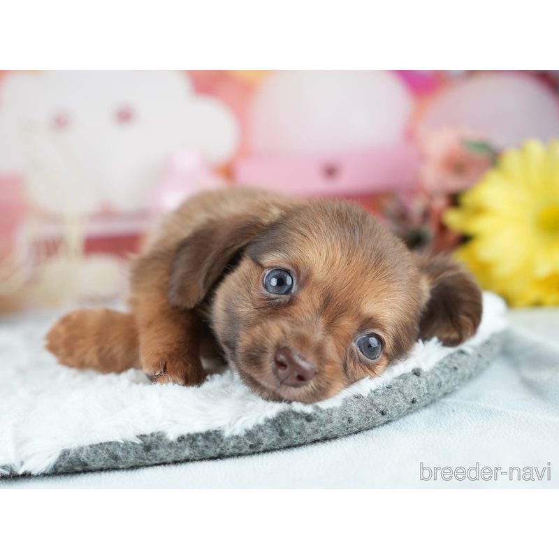 販売中の茨城県のミックス犬-400055の7枚目