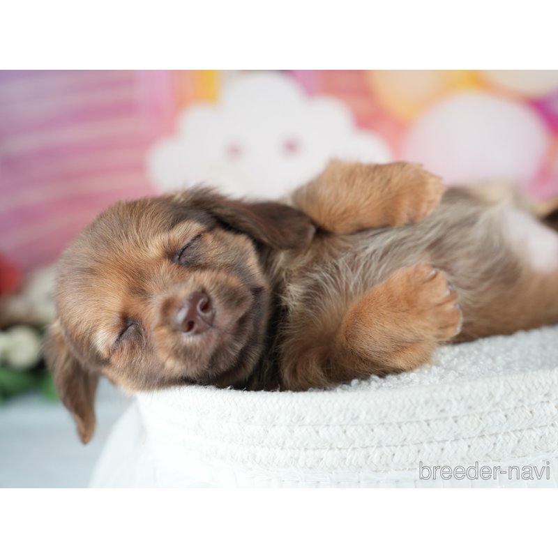 販売中の茨城県のミックス犬-400055の8枚目