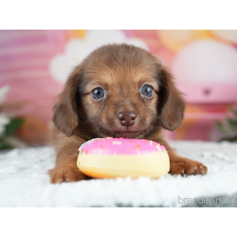 販売中の茨城県のミックス犬-400055の6枚目