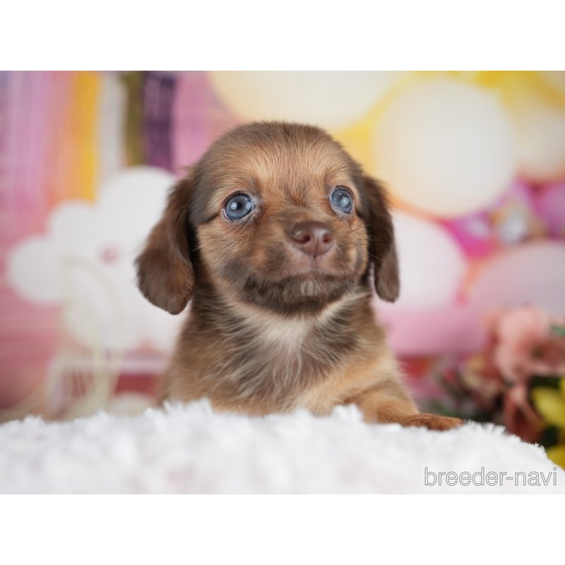販売中の茨城県のミックス犬-400055の3枚目