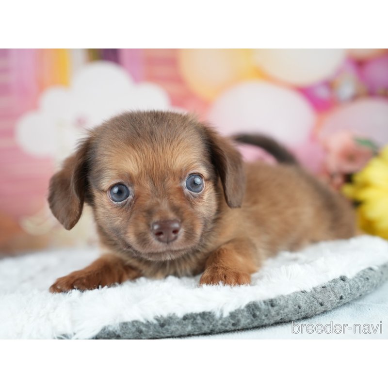 販売中の茨城県のミックス犬-400055の4枚目