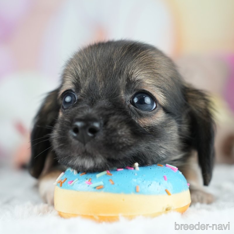 販売中の茨城県のミックス犬-400052