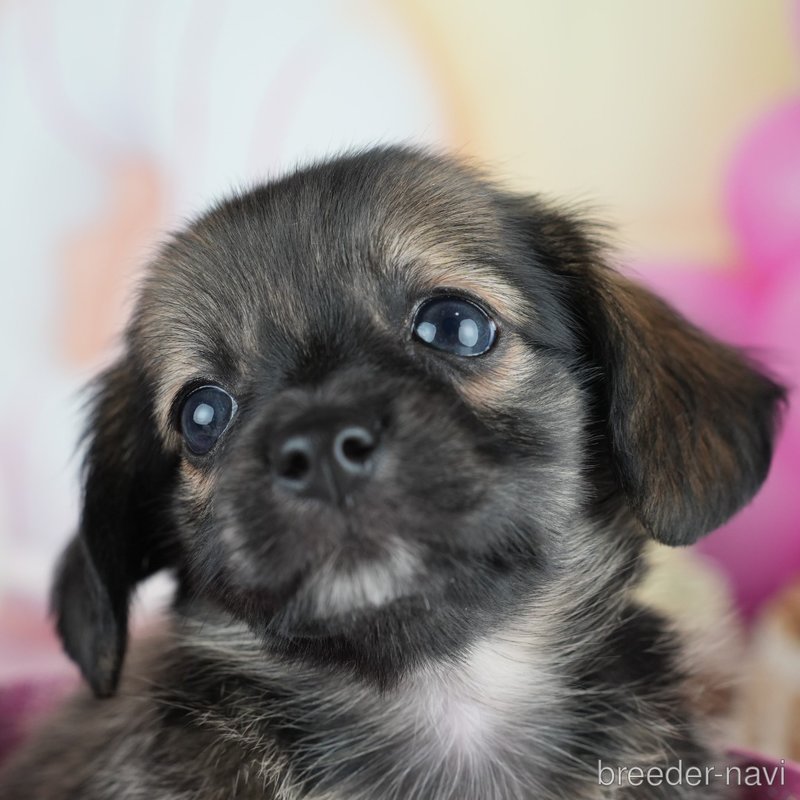 販売中の茨城県のミックス犬-400052の8枚目