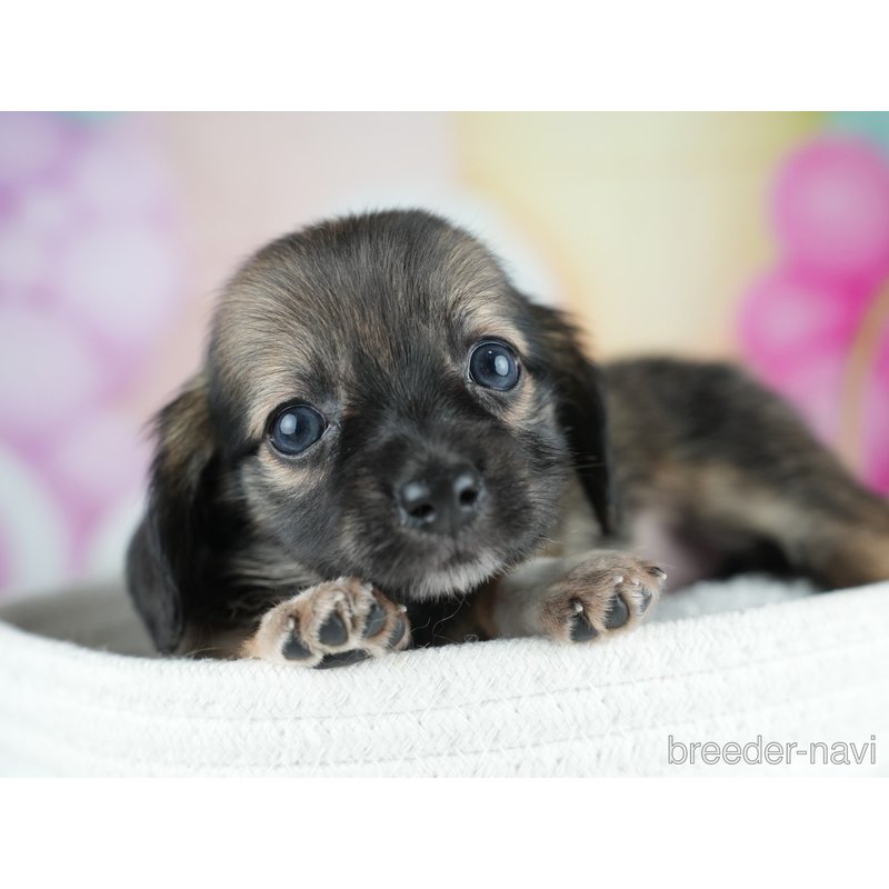 販売中の茨城県のミックス犬-400052の3枚目