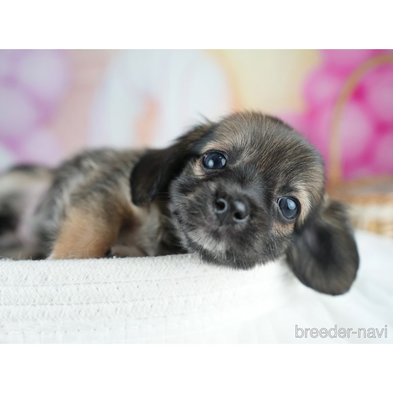 販売中の茨城県のミックス犬-400052の4枚目