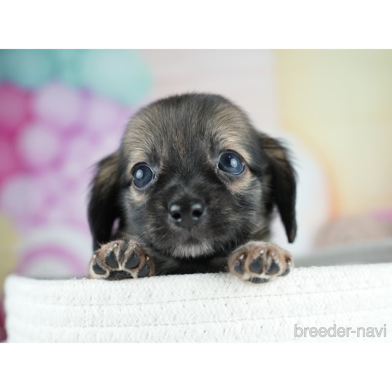 販売中の茨城県のミックス犬-400052の6枚目