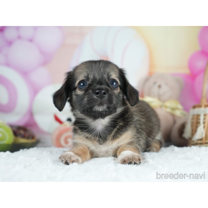 販売中の茨城県のミックス犬-400052の7枚目