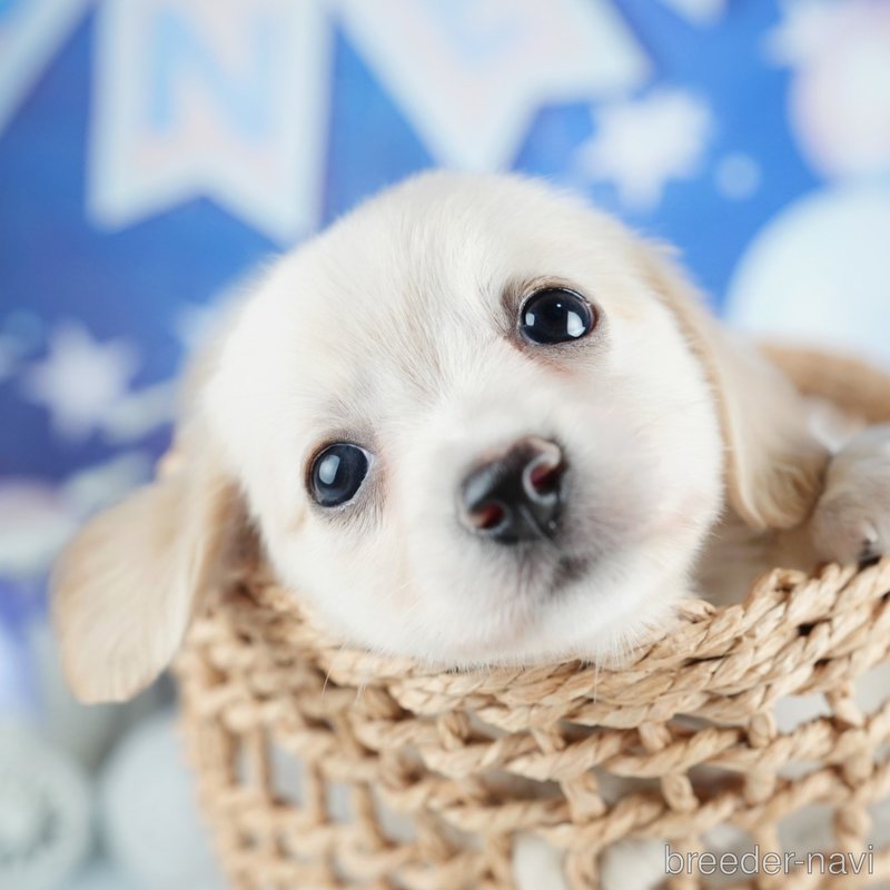 販売中の茨城県のミックス犬-400049の5枚目