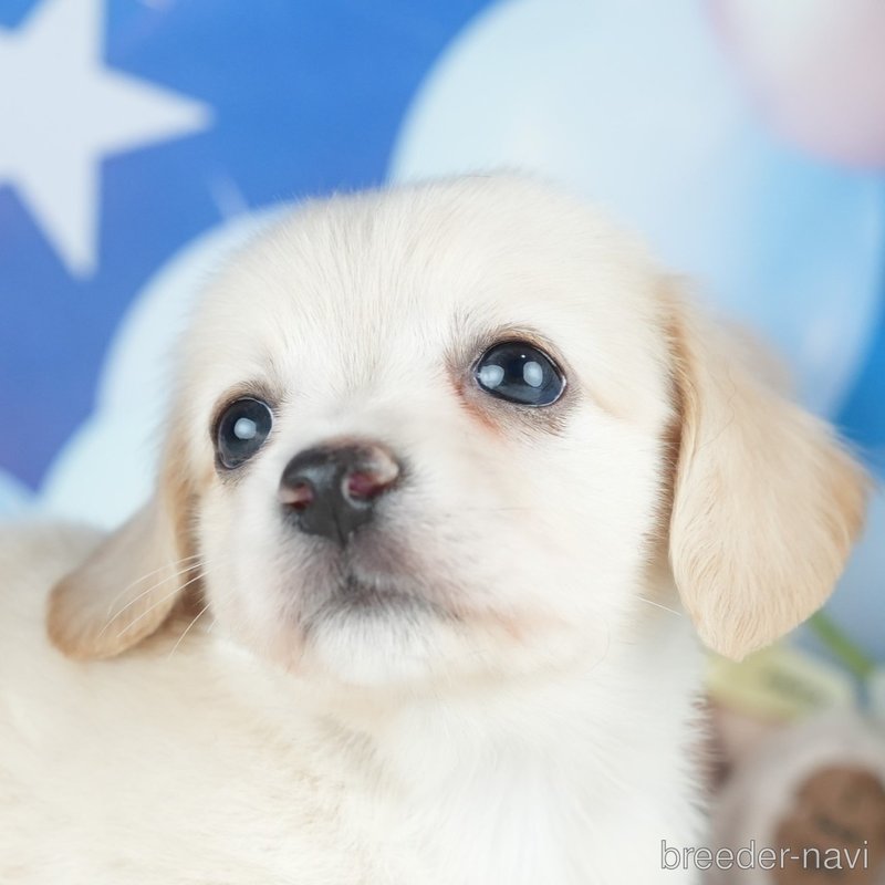 販売中の茨城県のミックス犬-400049の1枚目