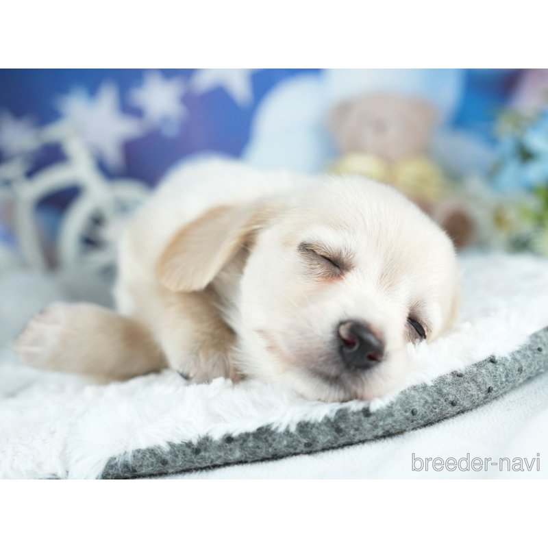 販売中の茨城県のミックス犬-400049の6枚目