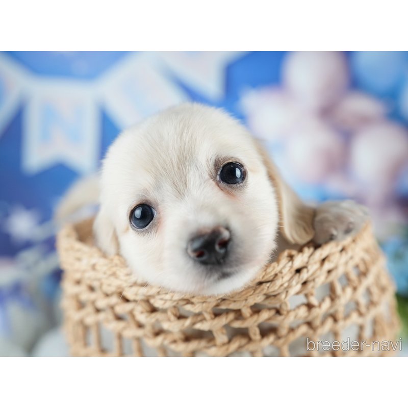 販売中の茨城県のミックス犬-400049の7枚目