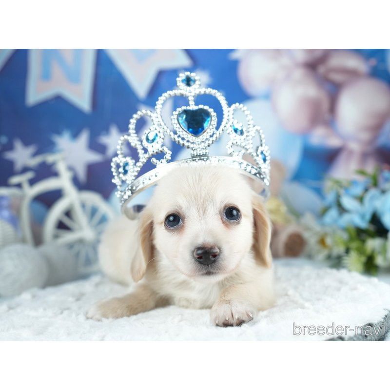 販売中の茨城県のミックス犬-400049の8枚目