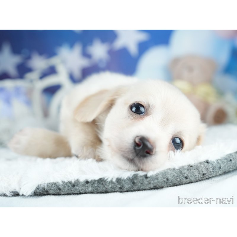 販売中の茨城県のミックス犬-400049の3枚目