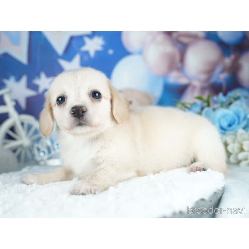 販売中の茨城県のミックス犬-400049の4枚目