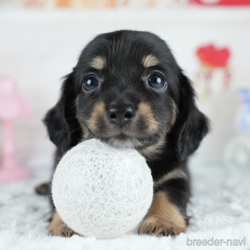 販売中の茨城県のミックス犬-400036の3枚目
