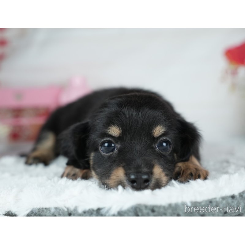 販売中の茨城県のミックス犬-400036の4枚目