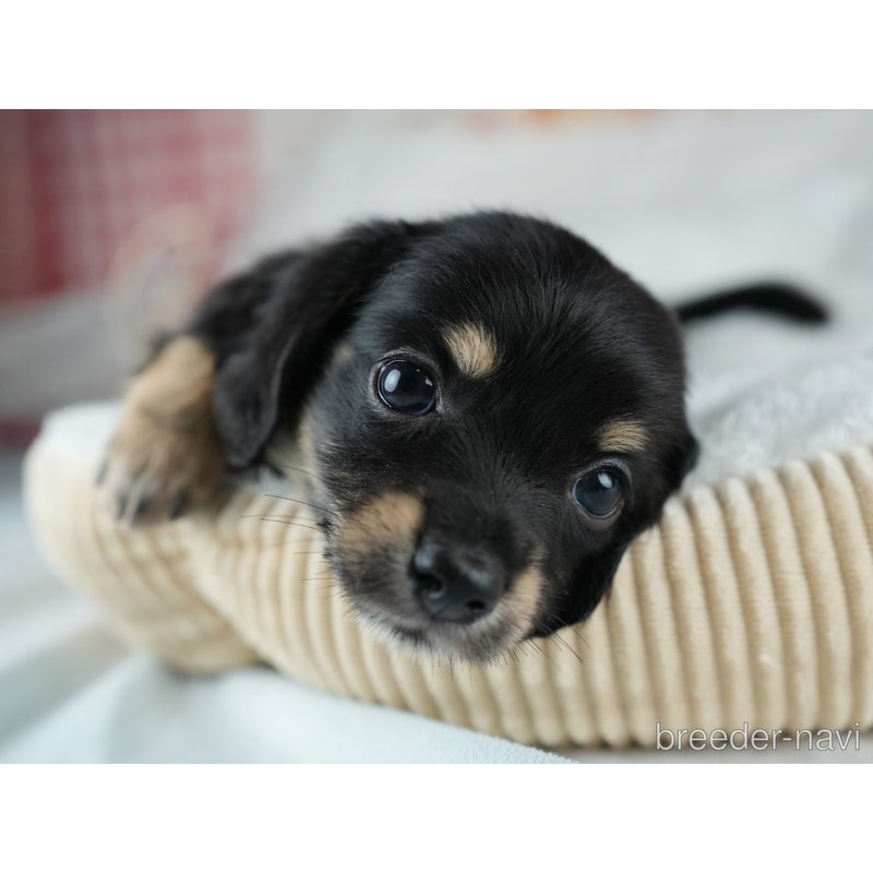 販売中の茨城県のミックス犬-400036の5枚目