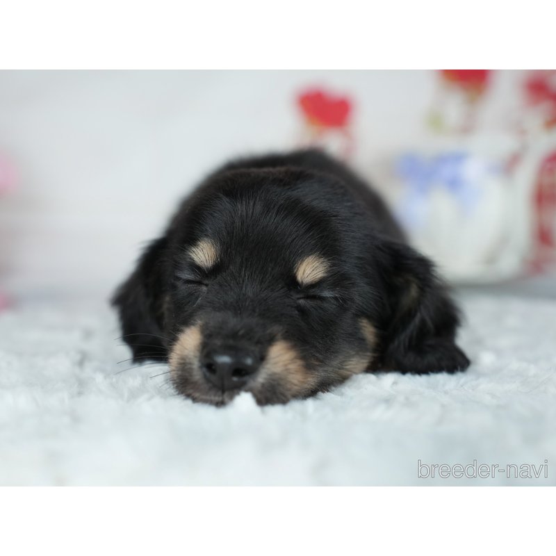 販売中の茨城県のミックス犬-400036の7枚目
