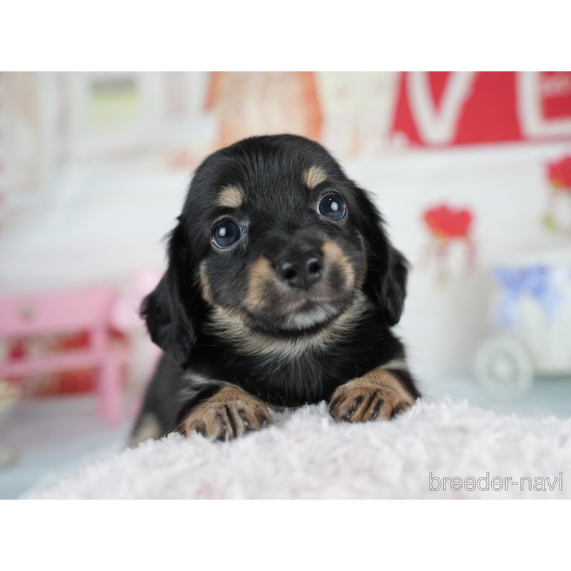 販売中の茨城県のミックス犬-400036の8枚目