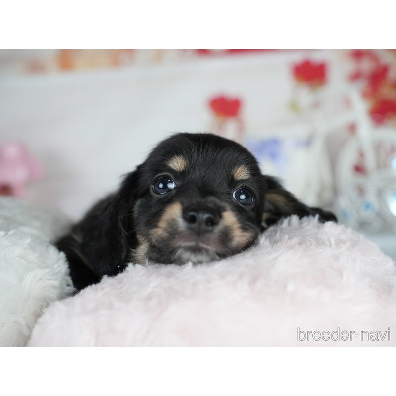 販売中の茨城県のミックス犬-400036の6枚目
