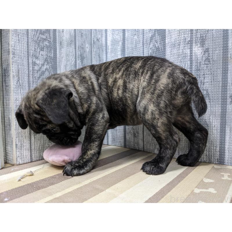 販売中の埼玉県のミックス犬-399666の3枚目