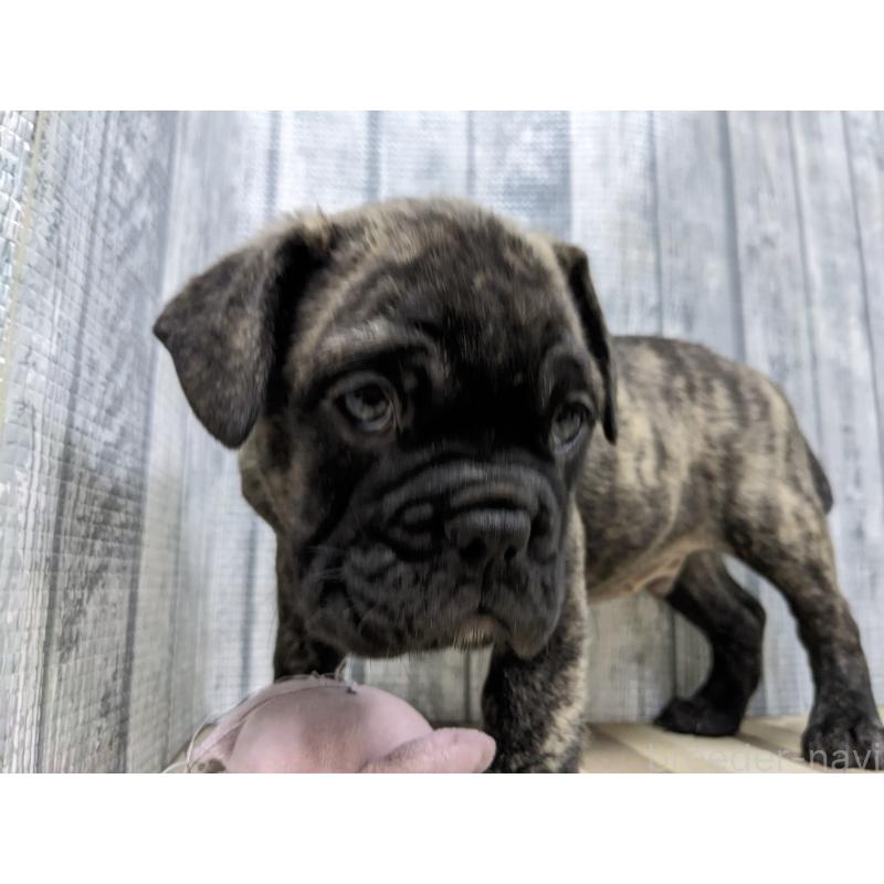 販売中の埼玉県のミックス犬-399666の2枚目
