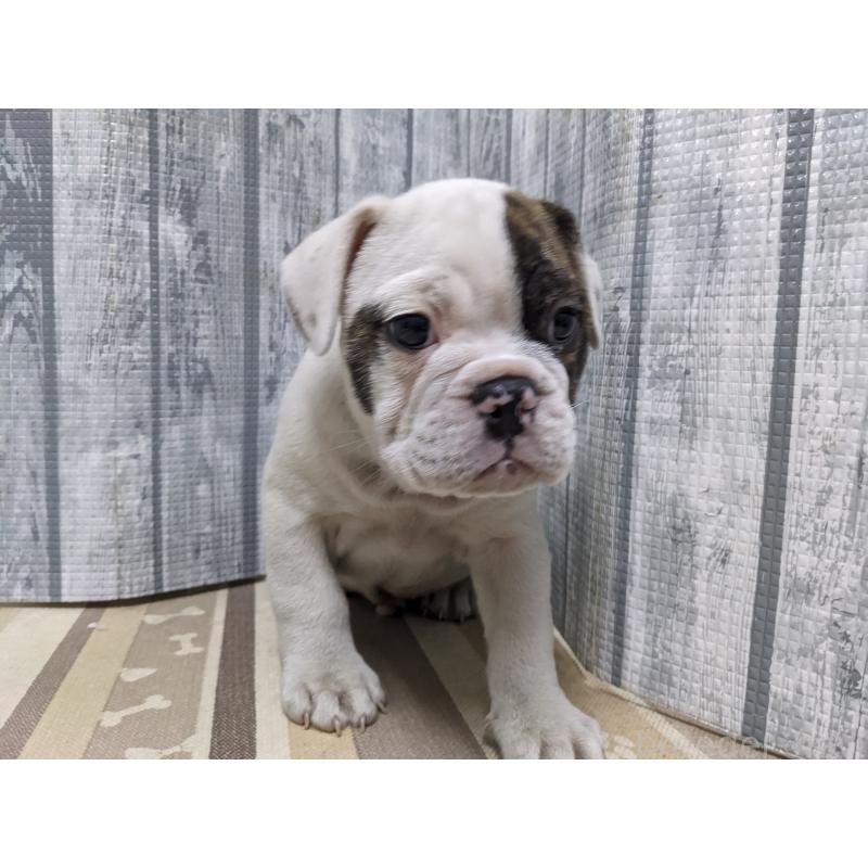 販売中の埼玉県のミックス犬-399667の5枚目
