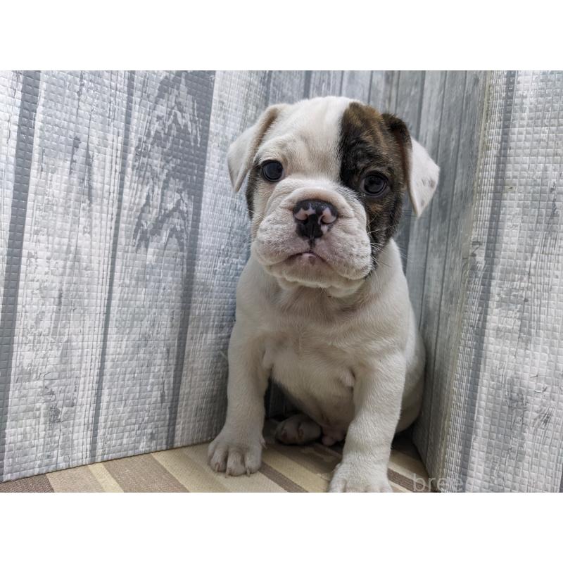 販売中の埼玉県のミックス犬-399667の4枚目