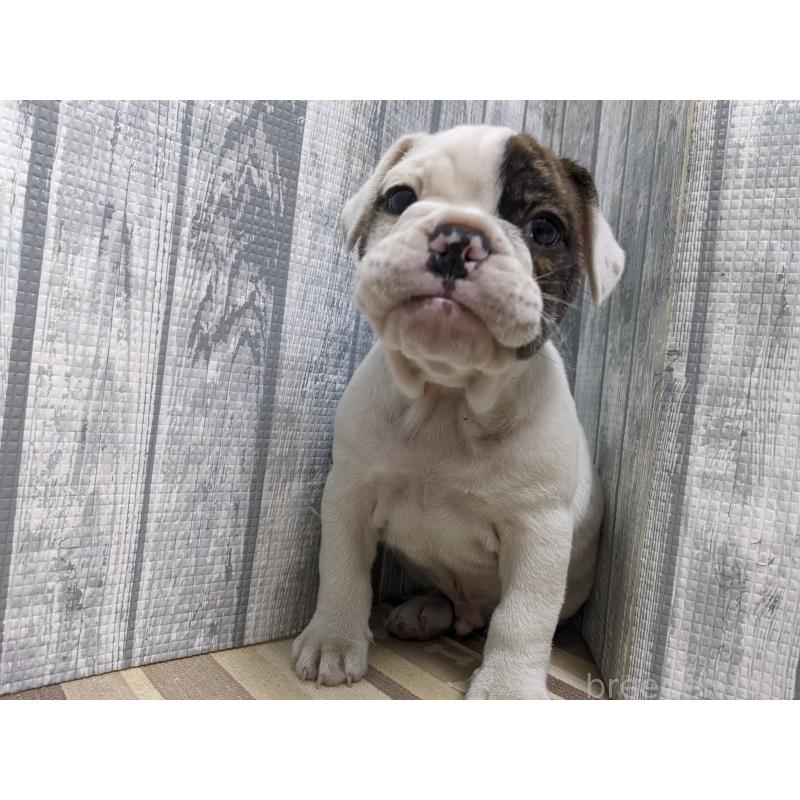 販売中の埼玉県のミックス犬-399667の3枚目