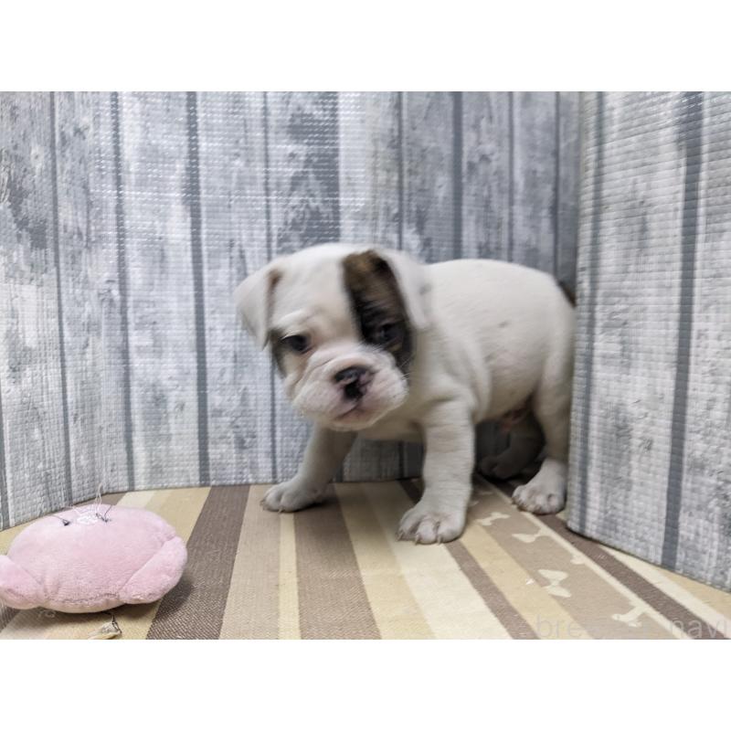 販売中の埼玉県のミックス犬-399667の2枚目