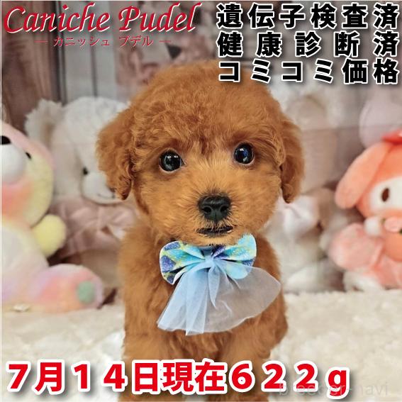 販売中の岐阜県のタイニープードル-394220