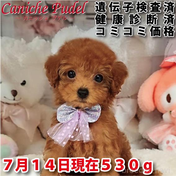 販売中の岐阜県のタイニープードル-394221