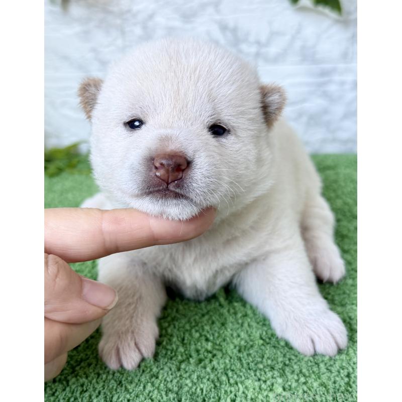 販売中の埼玉県の柴犬-399676の7枚目