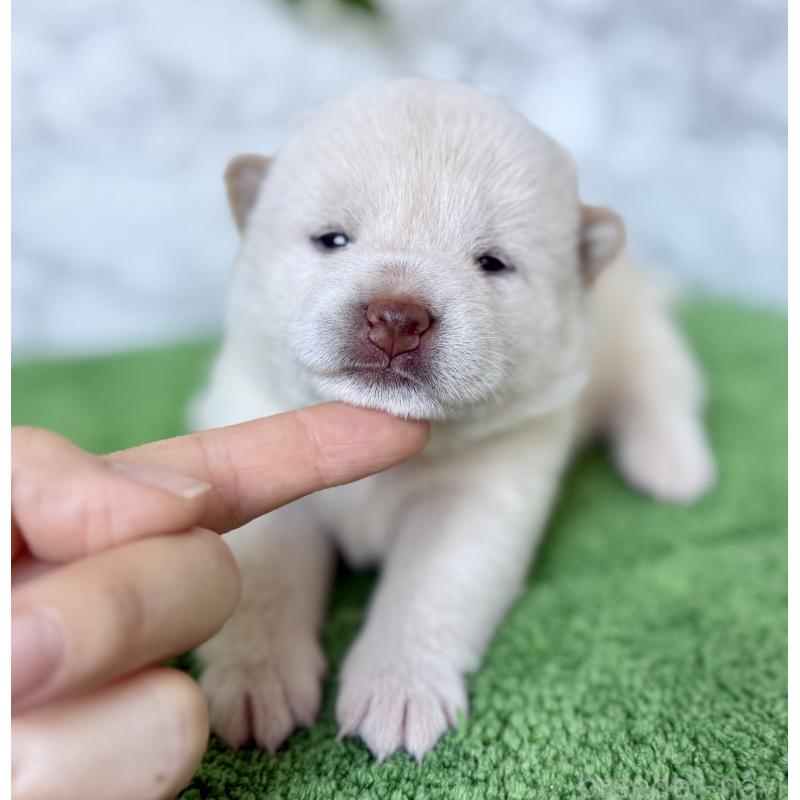 販売中の埼玉県の柴犬-399676の6枚目