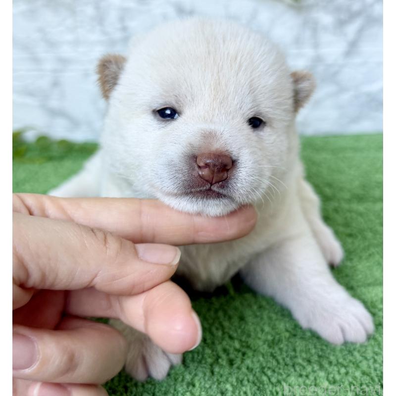 販売中の埼玉県の柴犬-399676の4枚目