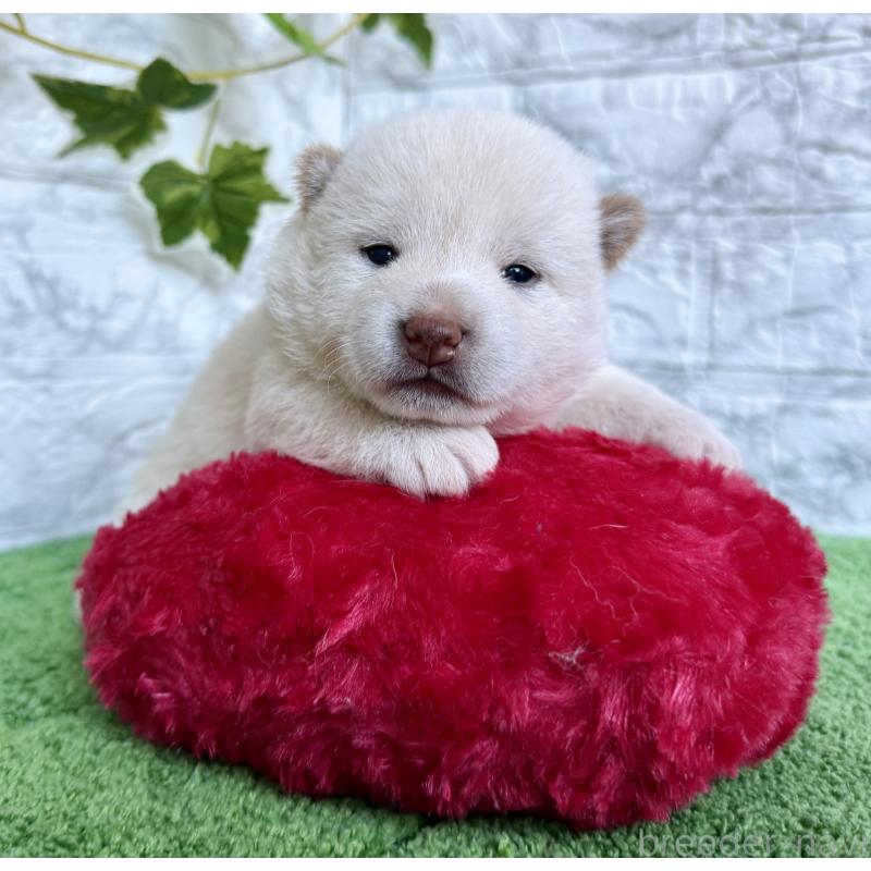 販売中の埼玉県の柴犬-399676の3枚目