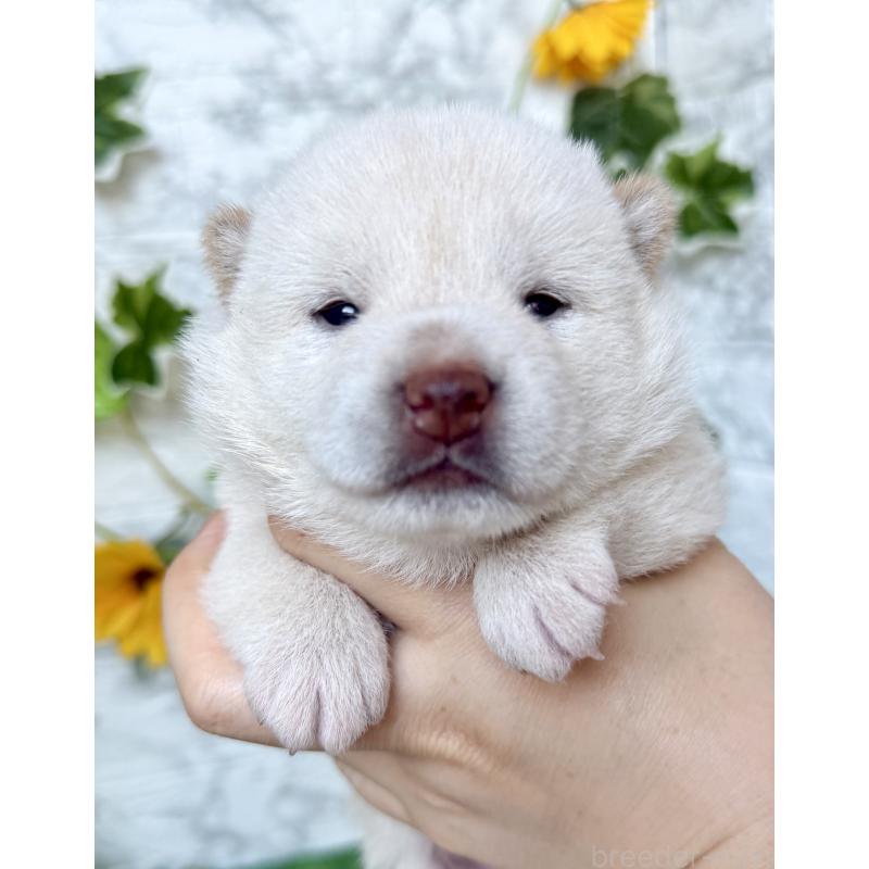 販売中の埼玉県の柴犬-399676の2枚目