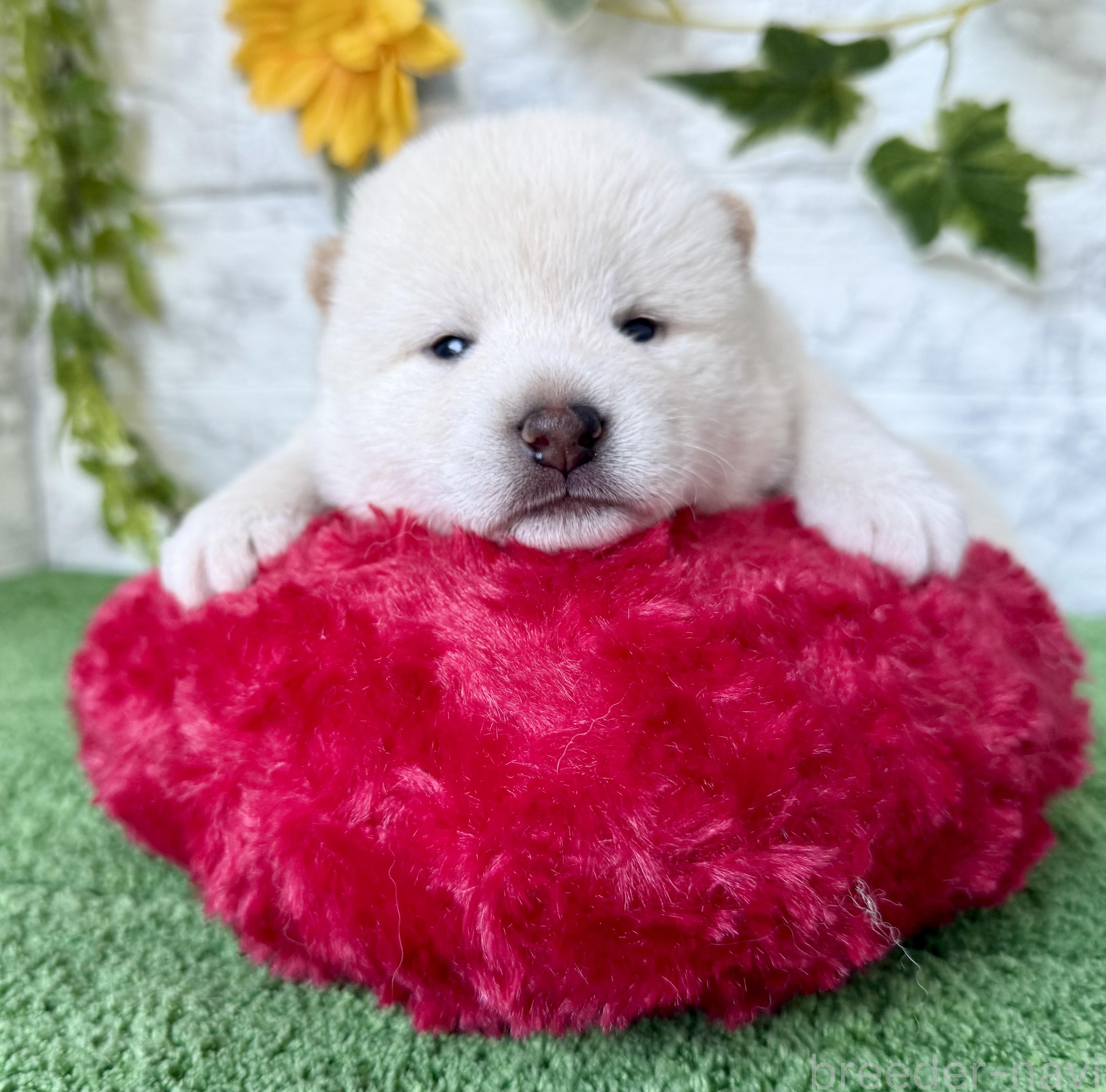 販売中の埼玉県の柴犬-399677