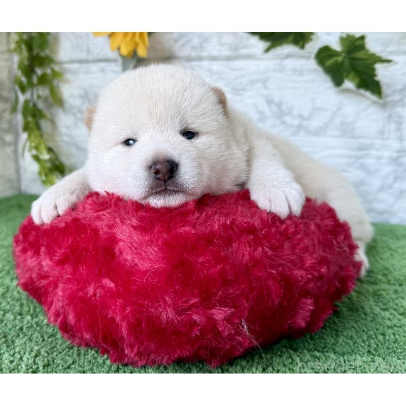 販売中の埼玉県の柴犬-399677の9枚目