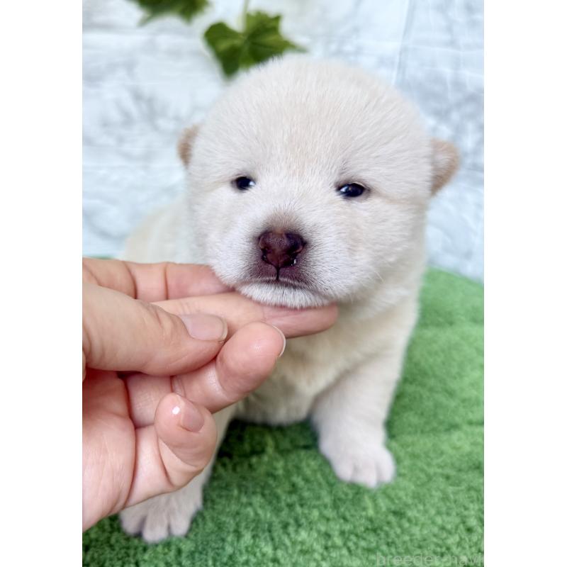 販売中の埼玉県の柴犬-399677の8枚目