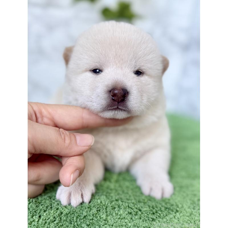 販売中の埼玉県の柴犬-399677の7枚目