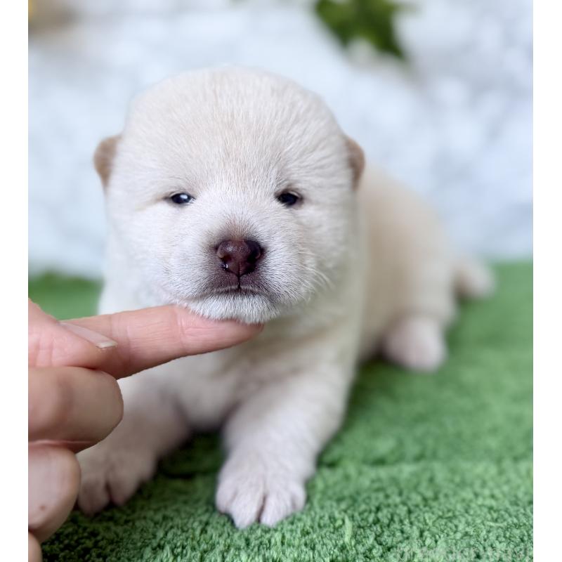 販売中の埼玉県の柴犬-399677の6枚目