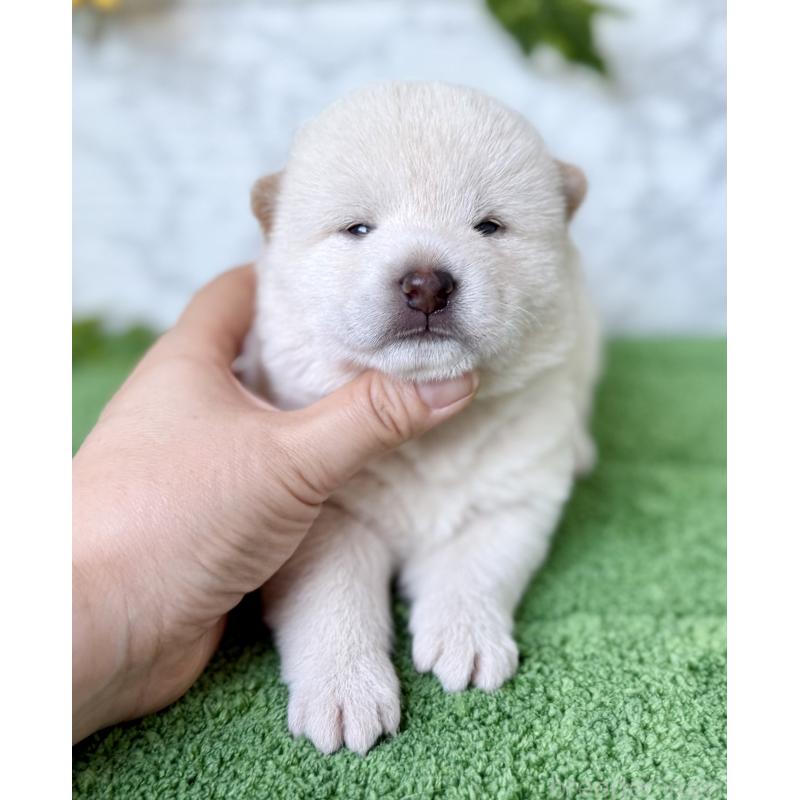 販売中の埼玉県の柴犬-399677の5枚目