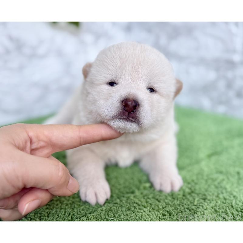 販売中の埼玉県の柴犬-399677の4枚目