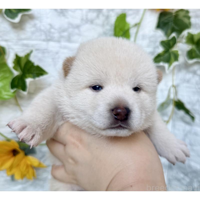 販売中の埼玉県の柴犬-399677の3枚目