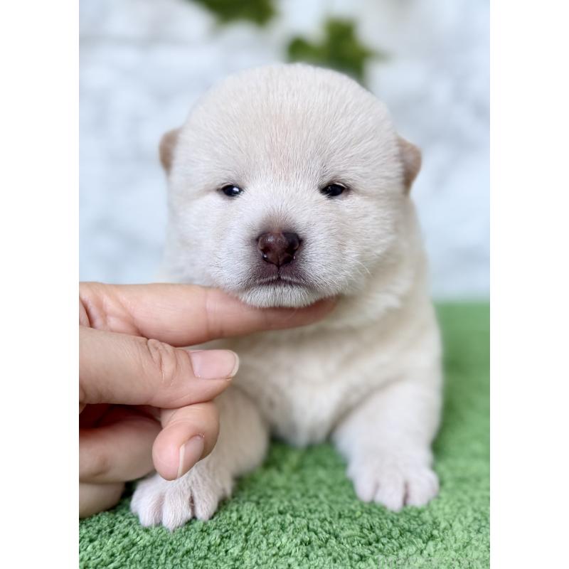 販売中の埼玉県の柴犬-399677の2枚目