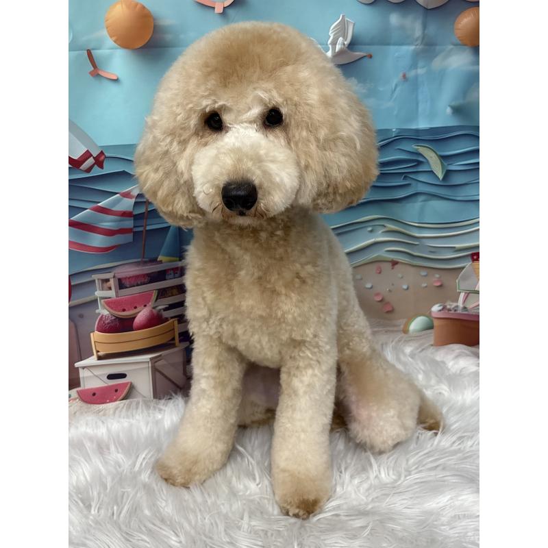 販売中の鹿児島県のミディアムプードル-348423の3枚目