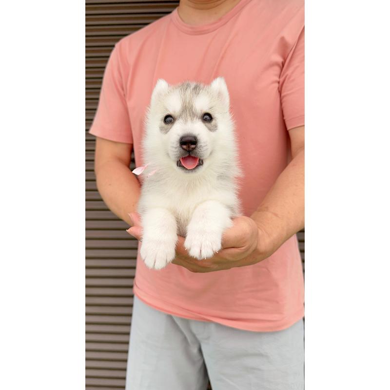 販売中の岐阜県のシベリアンハスキー-398379