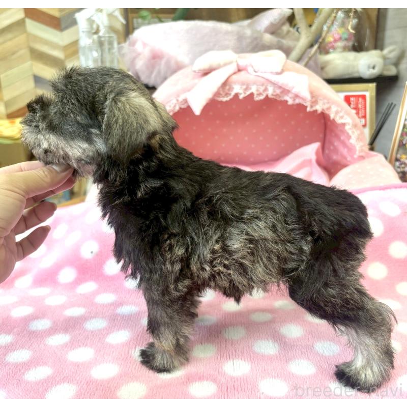 販売中の大阪府のミニチュアシュナウザー-399903の6枚目