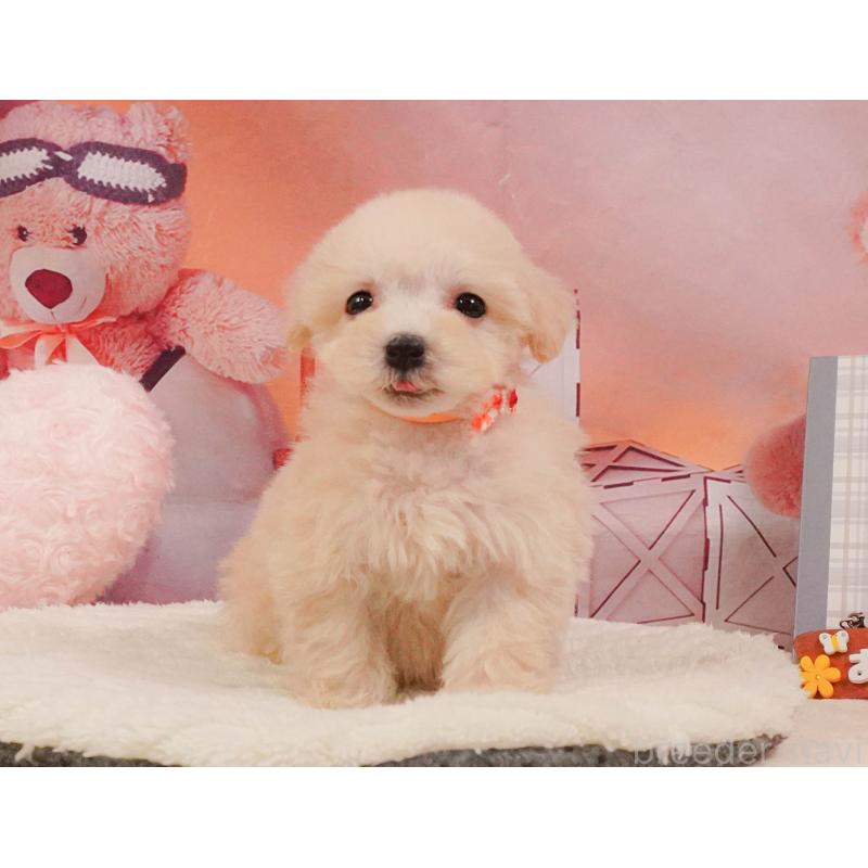 販売中の神奈川県のマルプー:マルチーズ×トイプードル-399933の11枚目